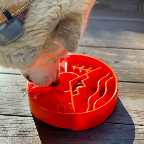 A light-colored dog enjoys enrichment, eating from a bright red SodaPup Great Outdoors Design EBowl Enrichment Slow Feeder Bowl on a sunny wooden deck.