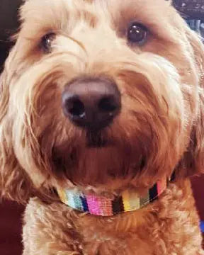 Hand-Woven Beach Pattern Side-Release Dog Collar – Durable Nylon with Brass Hardware | Made in USA Auburn Leathercrafters  item