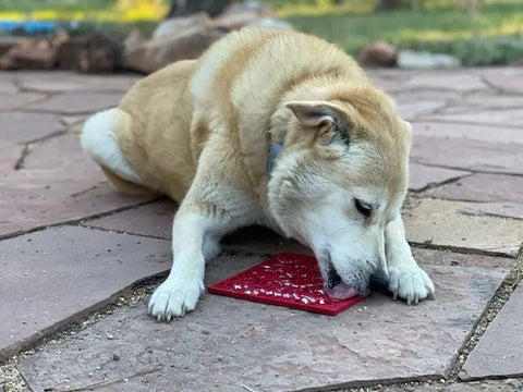 A tan and white dog relaxes on a stone patio while enjoying the SodaPup Heart Design Love EMat Lick Mat. This enrichment toy keeps the pup engaged, with green grass and rocks visible in the blurred background.