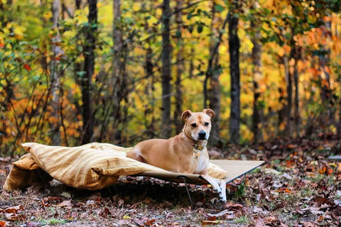 Heavy Duty Folding Dog Cot – Portable Pet Camp Bed with Carry Bag | Handmade in USA GO-KOT®  Camping Gear