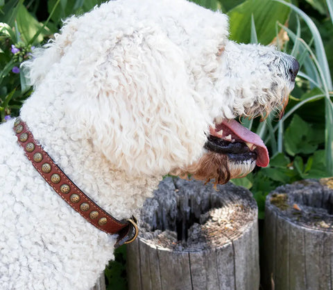 Heirloom Star Collar Auburn Leathercrafters  item
