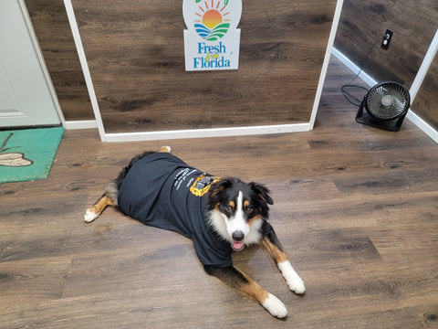 Hibiscus & Rose Honey Honey Badgers Bee Farm  All natural Tea