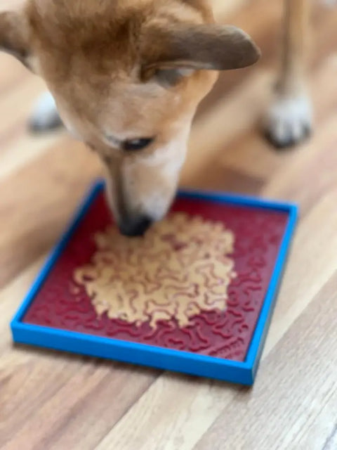 A dog enjoys peanut butter from a SodaPup Hold Em Suction Cup Holder, securing an EMat on a wooden floor.