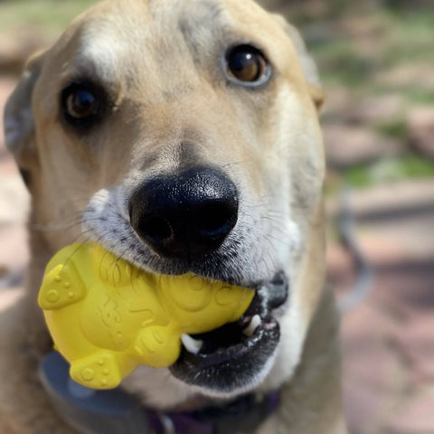 A close-up of a dog holding the SodaPup Honey Bear EDispenser Durable Rubber Treat Dispenser in its mouth, gazing at the camera with big brown eyes. The blurred background highlights the dogs face and the toy.