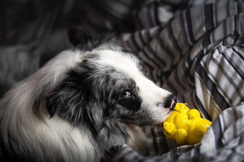 A black and white dog lies on a gray striped blanket, holding a bright yellow SodaPup Honey Bear EDispenser Durable Rubber Treat Dispenser in its mouth, looking up with a gentle expression.