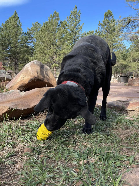 A black dog with a red collar plays on the grass with a Honey Bear EDispenser Durable Rubber Treat Dispenser by SodaPup in an outdoor area surrounded by trees and large rocks.