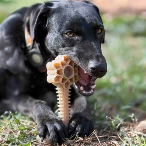 Honey Bone 8 Inch XL Nylon Dog Chew Toy – Durable Dental Toy Made in USA SodaPup  Nylon Dog Toys