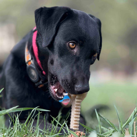 Honey Bone 8 Inch XL Nylon Dog Chew Toy – Durable Dental Toy Made in USA SodaPup  Nylon Dog Toys