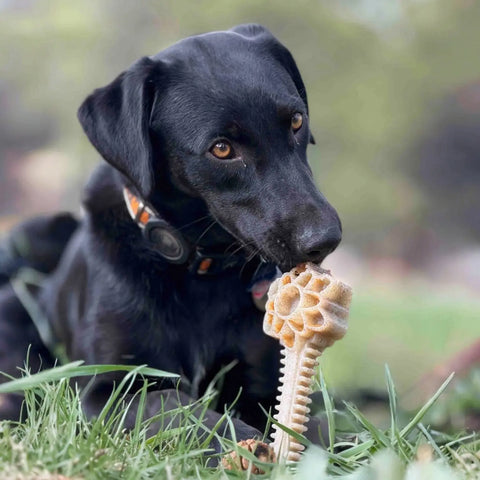 Honey Bone 8 Inch XL Nylon Dog Chew Toy – Durable Dental Toy Made in USA SodaPup  Nylon Dog Toys