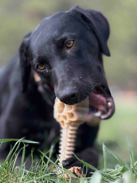 A black dog lies on grass, tilting its head while chewing on a SodaPup Honey Bone Dental Flower Tower EChew Ultra Durable Nylon Dog Chew Toy - XL, with a blurred green background.