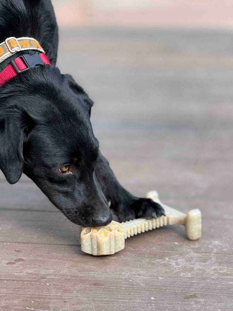 A black dog wearing a red collar chews on a beige SodaPup Honey Bone Dental Flower Tower EChew Ultra Durable Nylon Dog Chew Toy (XL) while lying on a wooden surface.