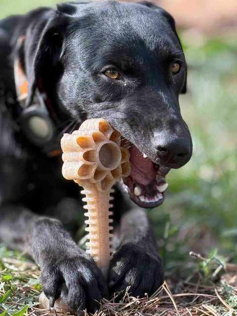 A black dog lies on grass, contentedly chewing the SodaPup Honey Bone Dental Flower Tower EChew Ultra Durable Nylon Dog Chew Toy - XL, holding the flower-shaped power chewer toy between its paws.