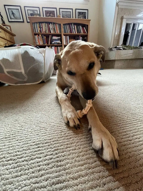 A tan dog lies on a carpeted floor, chewing on a SodaPup Honey Bone Chicken Flavored Teething Ring. In the background are bookshelves, framed pictures, a laundry basket, and a fireplace.