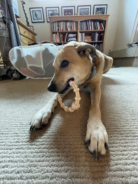A tan dog lies on a carpeted floor, holding a SodaPup Honey Bone Chicken Flavored Teething Ring in its mouth. Bookshelves, furniture, and framed pictures are visible in the background of the room.