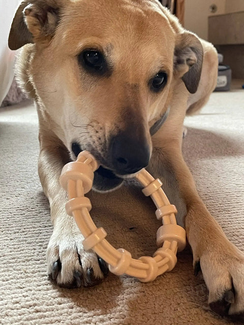 A tan dog lies on a carpet, chewing on a beige SodaPup Honey Bone Chicken Flavored Teething Ring while looking toward the camera.