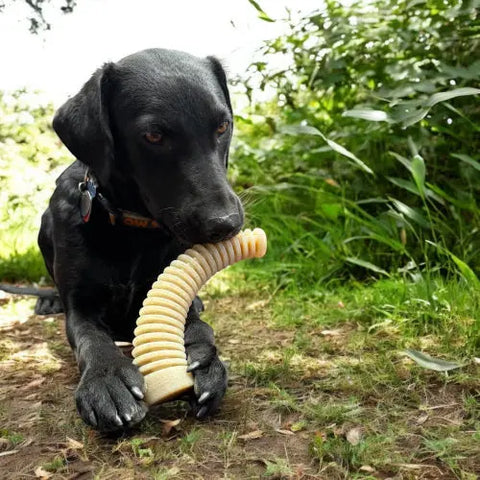 A black dog lies outdoors on grass and dirt, chewing a large SodaPup Honey Bone Dental Antler EChew Ultra Durable Nylon Dog Chew Toy - XL between its paws. Green foliage can be seen in the background—great for power chewers.