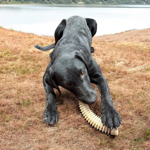 A black labrador lies on brown grass near a lake, chewing a SodaPup Honey Bone Dental Antler EChew Ultra Durable Nylon Dog Chew Toy - XL, perfect for power chewers.