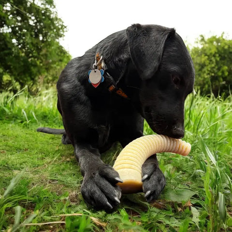 A black dog lies on green grass outdoors, looking down and holding the SodaPup Honey Bone Dental Antler EChew Ultra Durable Nylon Dog Chew Toy - XL. Trees and a bright sky appear in the background.