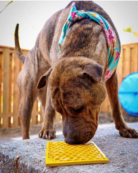 A brown brindle dog wearing a colorful bandana licks a yellow SodaPup Honeycomb Design Emat Enrichment Lick Mat on a rough outdoor surface, with a wooden fence and blue object in the background.