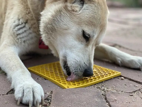 A large dog lies on a stone patio, licking a yellow Honeycomb Design Emat Enrichment Lick Mat by SodaPup—a popular dog enrichment toy—placed in front of it.