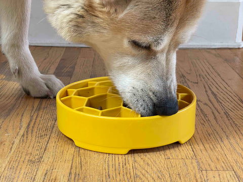 A dog eats from a yellow SodaPup Honeycomb Design EBowl Enrichment Slow Feeder Bowl for Dogs on a wooden floor, focusing intently and enjoying slower eating.