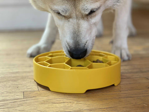 A dog enjoys kibble from the yellow Honeycomb Design EBowl Enrichment Slow Feeder Bowl by SodaPup on a wooden floor, focusing closely on the food for slower eating.