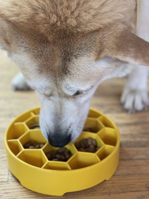 A dog enjoys kibble from a yellow SodaPup Honeycomb Design EBowl Enrichment Slow Feeder Bowl with hexagonal sections, encouraging slower eating on a wooden floor.
