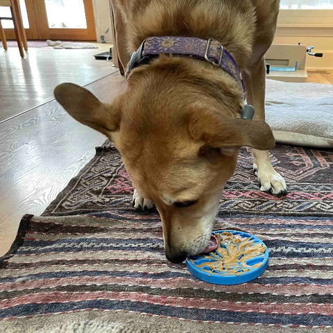 SodaPup Durable Nylon Dog Enrichment Feeder – Air eCoin Design | Made in USA SodaPup  ECOIN