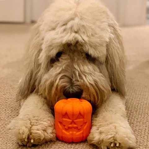 Jack O Lantern Durable Rubber Dog Chew Toy And Treat Dispenser – Made In USA SodaPup  Rubber Dog Toys
