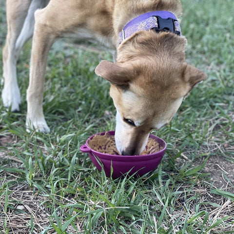 Interactive Dog Feeding Bowl – Garden of Eatin’ Tipsy Design | Made in USA SodaPup  EMAT