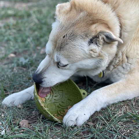 Interactive Dog Feeding Bowl – Garden of Eatin’ Tipsy Design | Made in USA SodaPup  EMAT