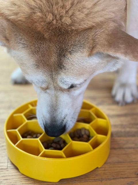 Honeycomb Slow Feeder Dog Bowl – Canine Enrichment Design | Made in USA SodaPup  EBOWL