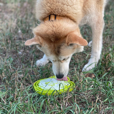 Water Frog Design Enrichment Slow Feeder Tray for Dogs – Made in USA SodaPup  ETRAY