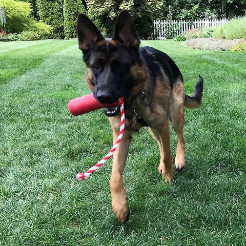 USA-K9 Firecracker Large Floating Rubber Dog Training Dummy – Durable Tug Toy | Made in USA SodaPup  Rubber Dog Toys