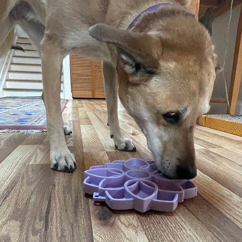 Mandala Slow Feeder Dog Bowl – Soft Silicone ETray With Suction Cups | Made in USA SodaPup  ETRAY