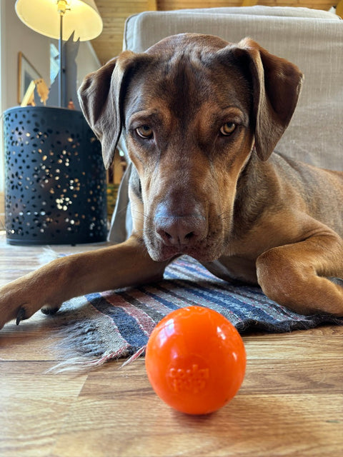 Chew Proof Floating Dog Fetch Ball – Durable Squeaker Toy 3 Inch | Made in USA SodaPup  Rubber Dog Toys