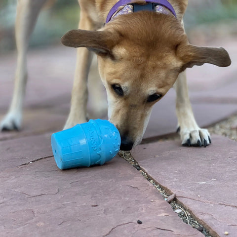A brown dog with a purple collar sniffs a blue SodaPup Ice Cream Cone Durable PUP-X Rubber Chew Toy and Treat Dispenser on a stone patio.