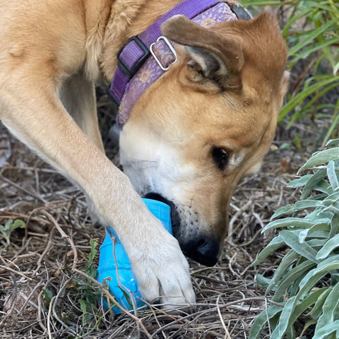 A brown dog with a purple collar chews on the SodaPup Ice Cream Cone Durable PUP-X Rubber EDispenser Chew Toy and Treat Dispenser while lying on dry grass outdoors.