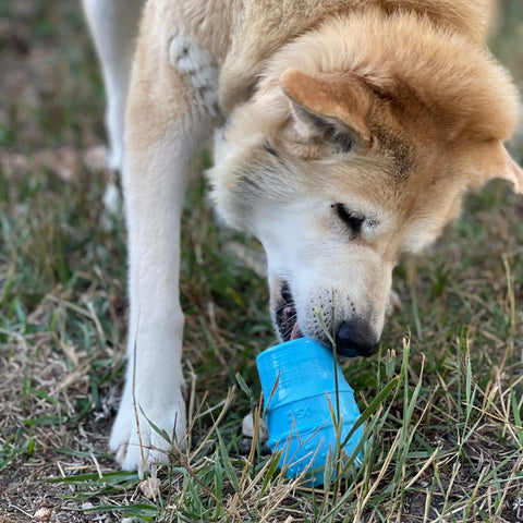 A light brown and white dog stands on grass, chewing a SodaPup Ice Cream Cone Durable PUP-X Rubber EDispenser Chew Toy and Treat Dispenser.