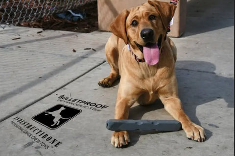 Indestructibone Mega Max 12 Inch Durable Dog Chew Toy – For 51-100 Lbs Dogs | Made in USA Bulletproof Pet Products Inc  Indestructibone chew toys