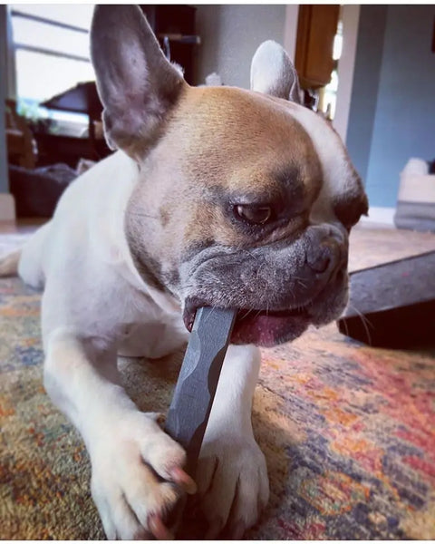 A French Bulldog chews intently on a Bulletproof Pet Products Inc Indestructibone Professional Grade Mini from the 3 Pack for dogs up to 15 lbs, focusing on the durable toy while lying indoors on a colorful rug with perked ears.