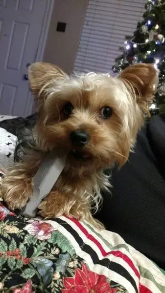 A small Yorkshire Terrier sits on a colorful quilt, chewing an Indestructibone Professional Grade Mini from Bulletproof Pet Products Inc. A decorated Christmas tree and a window with blinds are in the background.