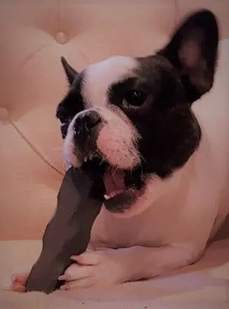 A black and white French Bulldog lies on a beige tufted cushion, chewing on the Indestructibone Professional Grade Mini from Bulletproof Pet Products Inc, a tough chew toy for dogs up to 15 lbs.