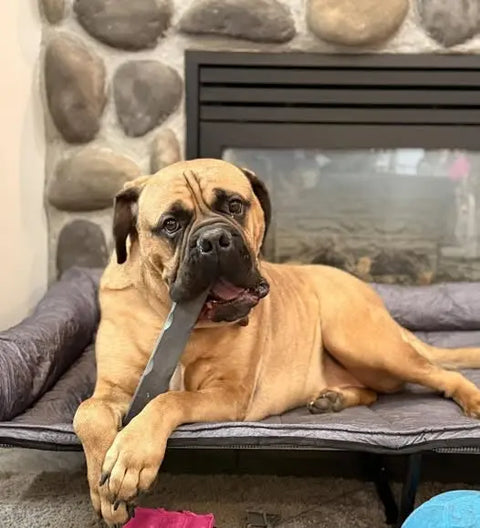 A large tan dog lounges on a pet bed by a stone fireplace, contentedly holding the Bulletproof Pet Products Inc Indestructibone Professional Epic Ollie Solid Dog Chew Toy (Extra Large 140lbs+, Made in USA) in its mouth.
