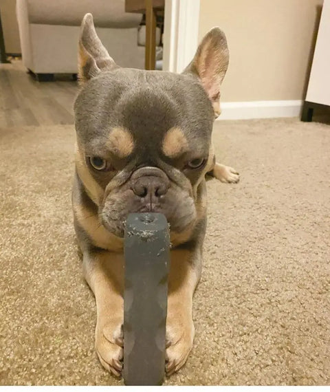 A French Bulldog grips the Indestructibone™ Professional Grade Original 3 Pack by Bulletproof Pet Products Inc, lying on a carpet with perked ears, staring intently at the tough toy.