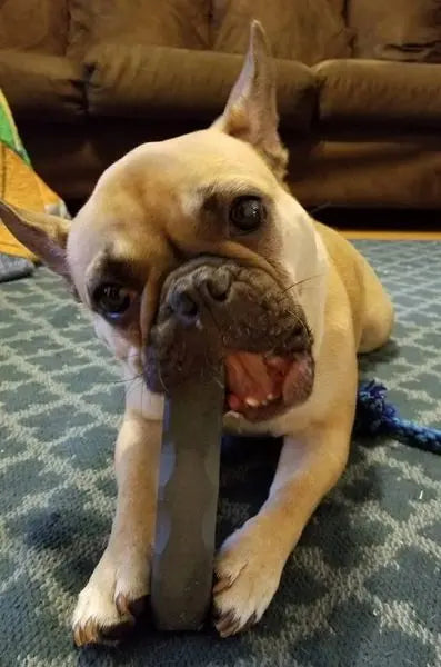 A tan French Bulldog lies on a blue patterned carpet, chewing a Bulletproof Pet Products Inc Indestructibone™ Professional Grade Original chew from the 3 Pack for 16-29 lbs dogs, with its head tilted and a brown couch in the background.