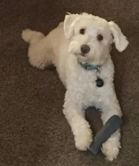 A fluffy white dog with curly fur lies on a brown carpet, holding the Indestructibone™ Professional Grade Original (3 Pack) by Bulletproof Pet Products Inc between its paws, looking up at the camera while wearing a blue collar with tags.
