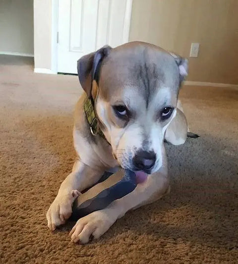 A brown and white dog lies on a carpet, licking a blue Indestructibone™ Professional Grade Original by Bulletproof Pet Products Inc, looking up with a slightly mischievous or guilty expression. For dogs 16-29lbs.