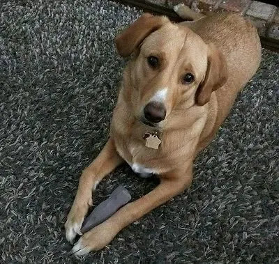 A light brown dog with a white chest patch lies on a gray carpet, looking up calmly. It holds the Bulletproof Pet Products Inc Indestructibone™ Professional Grade Original (for dogs 16-29lbs) between its front paws and wears a bone-shaped tag collar.