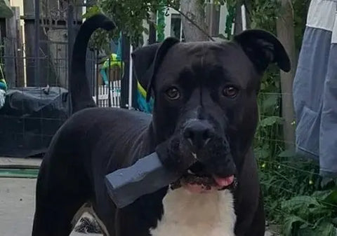 A black and white dog stands outdoors with the Indestructibone™ Professional Grade XL by Bulletproof Pet Products Inc in its mouth, looking at the camera. Greenery and a fence can be seen in the background.